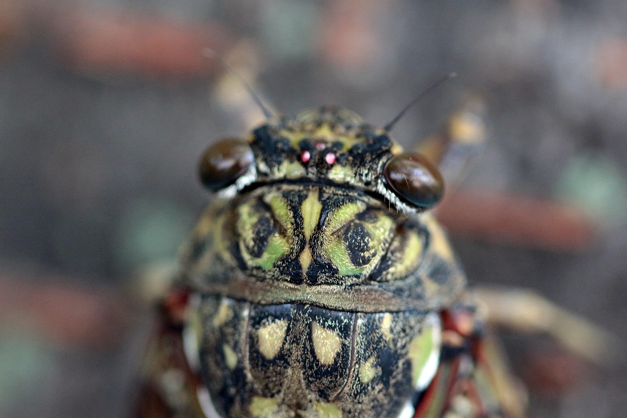 Sombo Insecto Insecto Cicadidae Entomología - Foto gratis en Pixabay - Pixabay