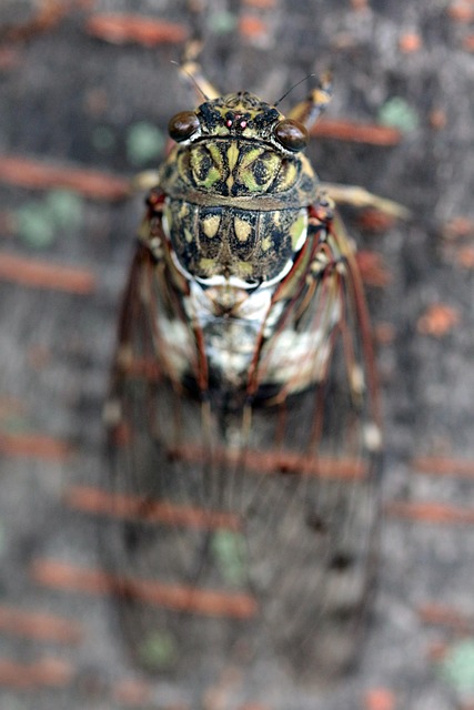 Insect Cicadidae Entomology - Free photo on Pixabay