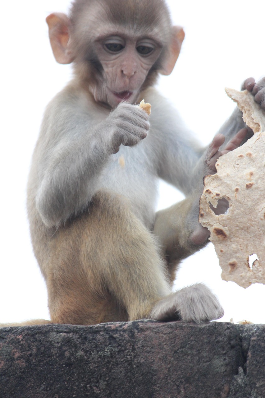 Monkey Primate Ape Free photo on Pixabay Pixabay