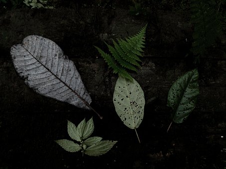 森林, 自然, Folhas, 黑色 背景, 俯视