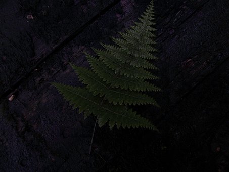 蕨类 植物, 叶子, 森林, 黑色, 木头 桌面, 俯视