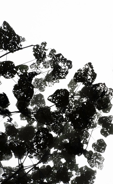 Folhas, 黑色, 水墨, 仰视, 虫蛀, 天空, 森林, Outono
