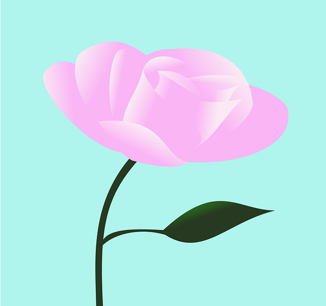 Rose, Pinke Blume, Pinke Rose