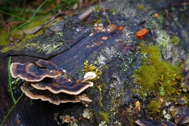 Free Tree Moss photo and picture