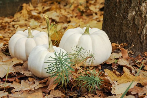 Vegetal, Abóbora, Outono, Folhas