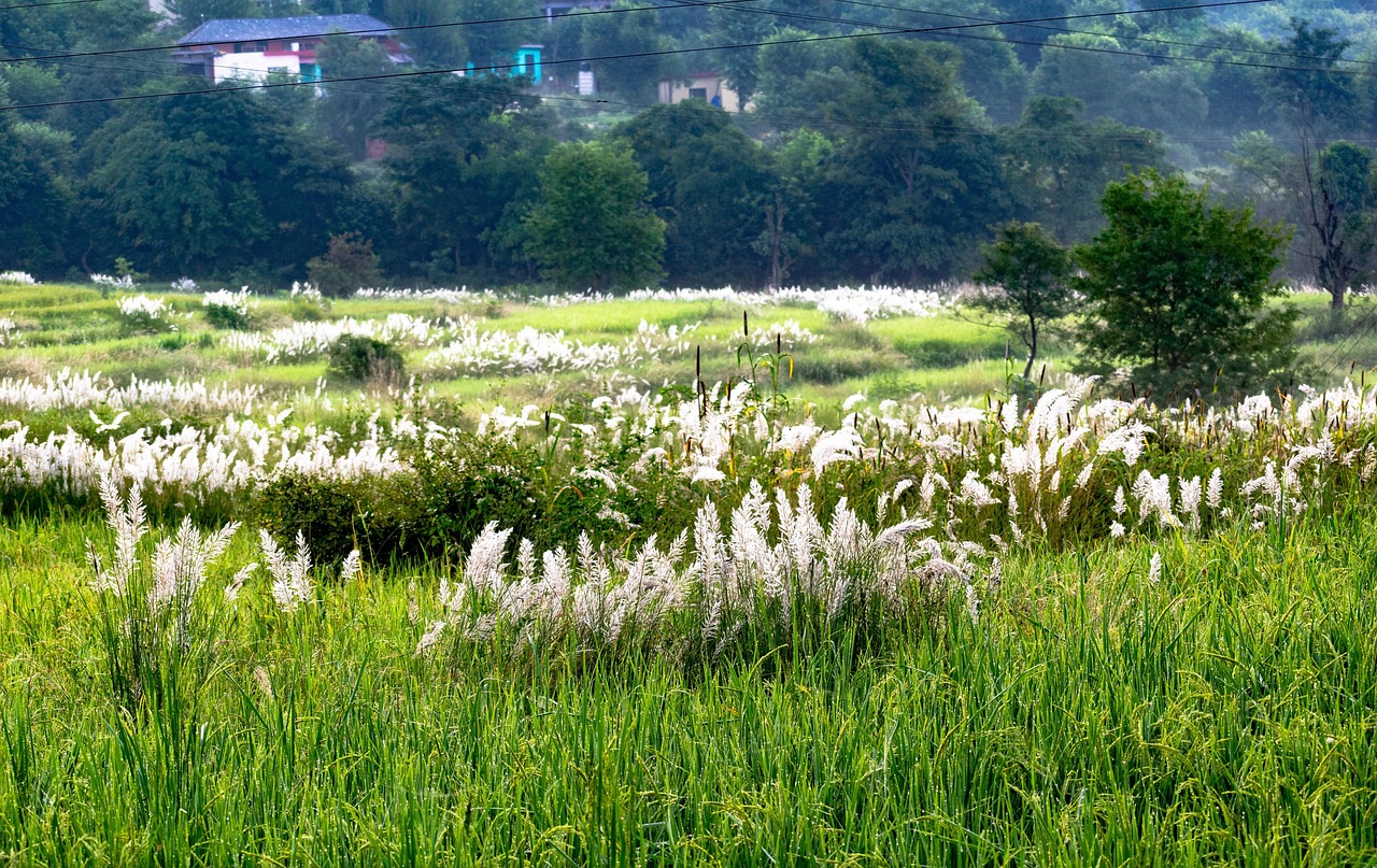 1,000 + 무료 들판 & 자연 이미지 - Pixabay