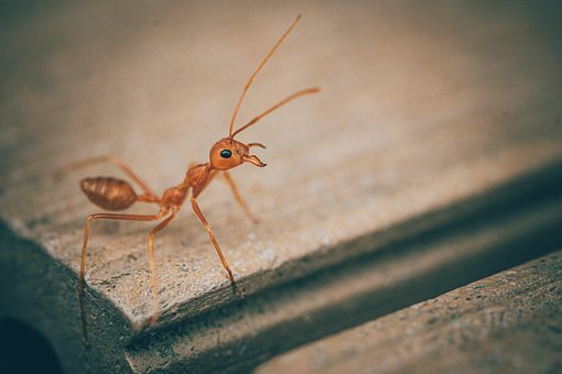 Myre, Insekt, Entomologi, Makro, Bug