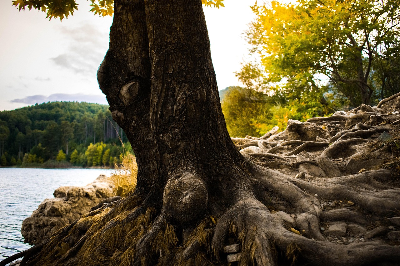 树 湖 自然 - Pixabay上的免费照片 - Pixabay