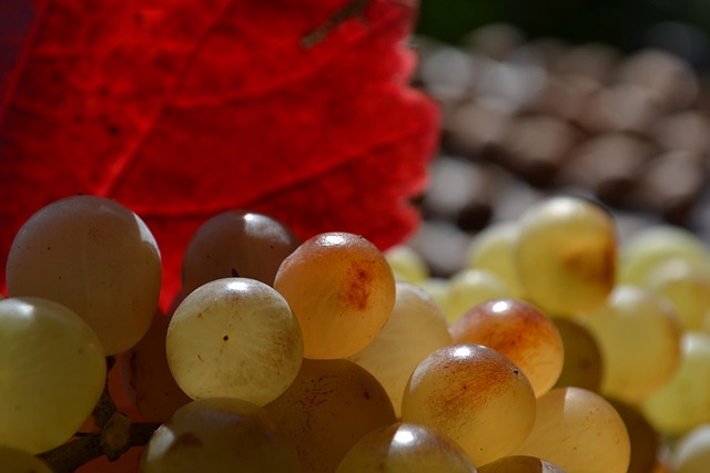 Free Fruit Grapes photo and picture