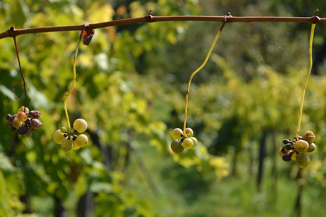 Free Fruit Grape photo and picture