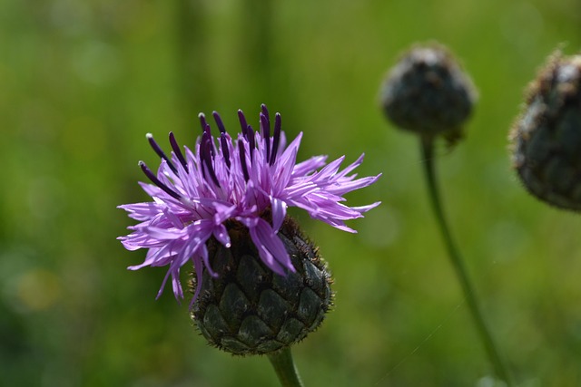 Free Flower Plant photo and picture