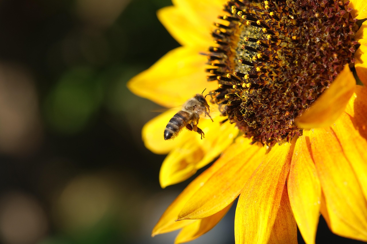 Bee Sunflower Pollination - Free photo on Pixabay - Pixabay