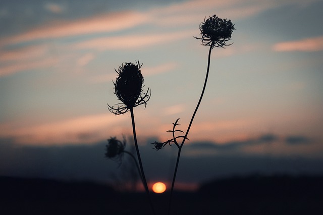 Free Flowers Plants photo and picture