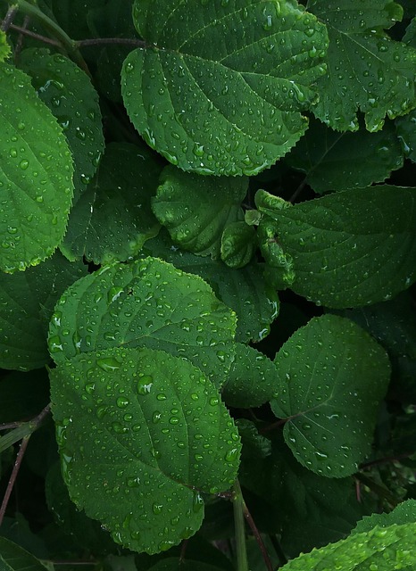 Folhas, Botânica, Natureza, Folhagem