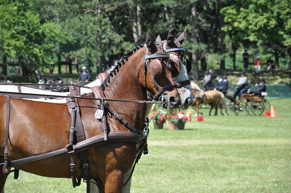 horse and carriage belt coach