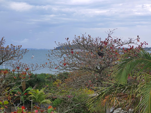 Free Trees Plants photo and picture