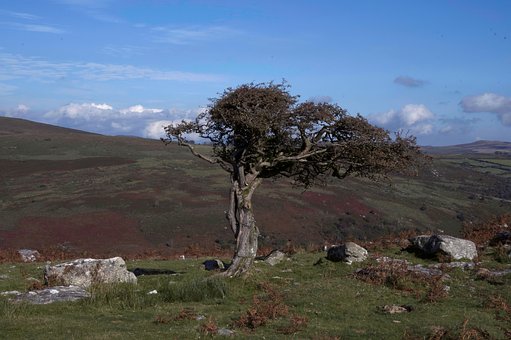 Free Landscape Dartmoor photo and picture
