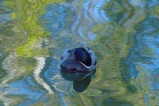 Free Duck Mallard photo and picture