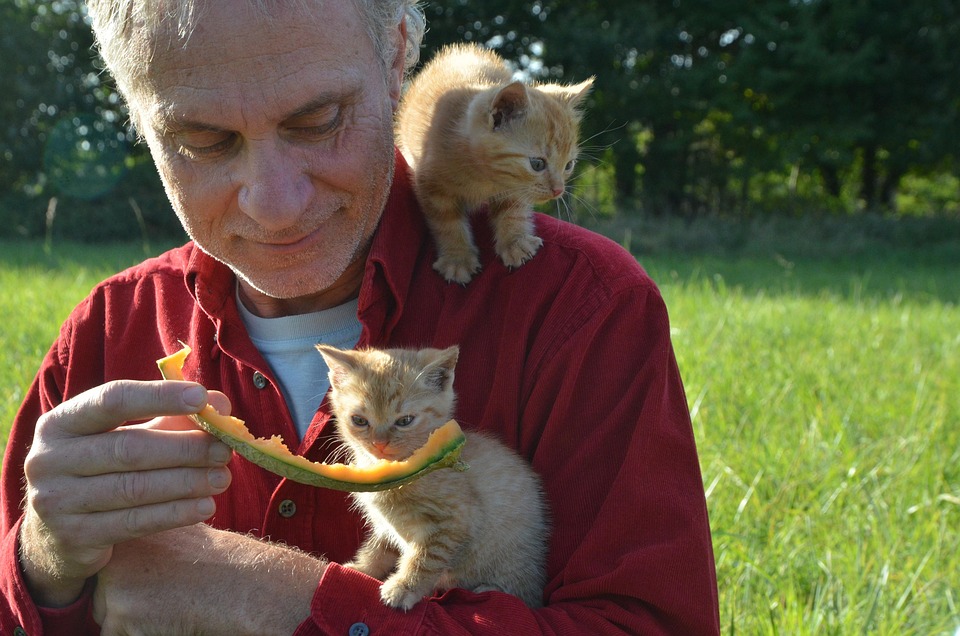 How To Feed Kittens? PetAffectionGuy
