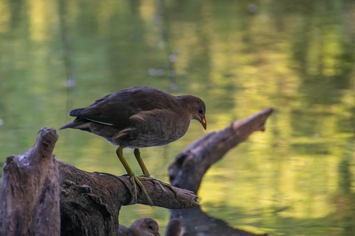 Teichhuhn, Vogel, See, Teich, Natur