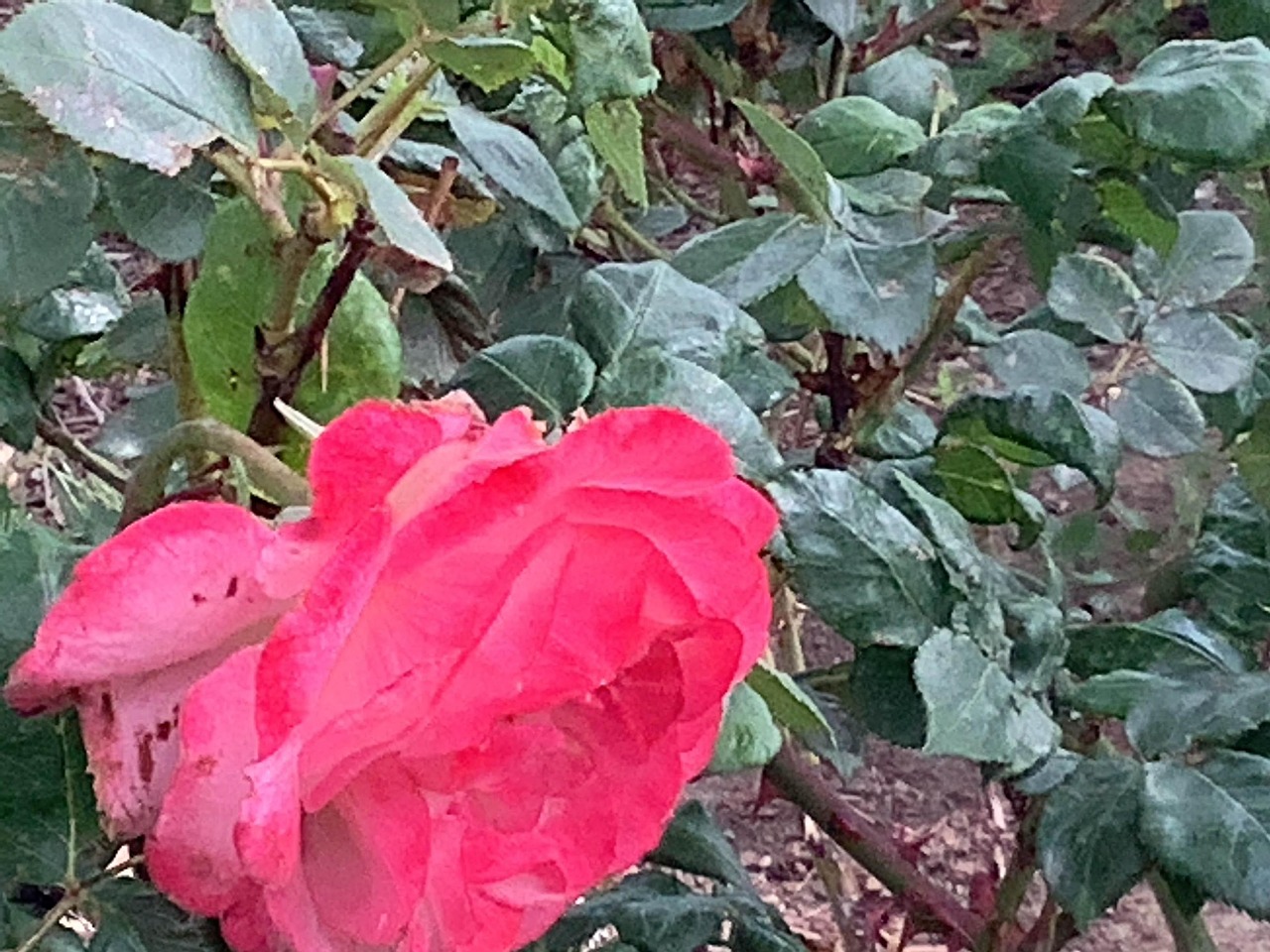 盛开 开花 植物群 - Pixabay上的免费照片 - Pixabay