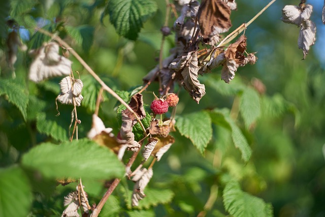 Free Raspberry Plant Raspberries photo and picture