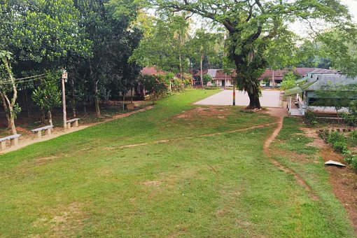 Árvore, Verde, Campo Verde, Natureza