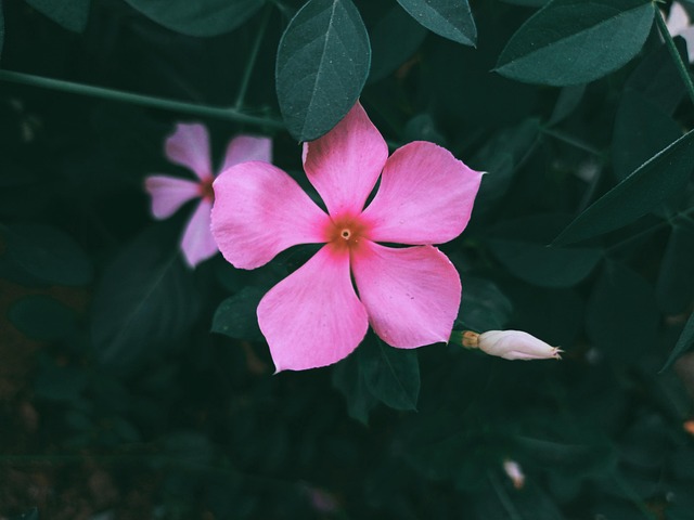 Free Nature Flower photo and picture