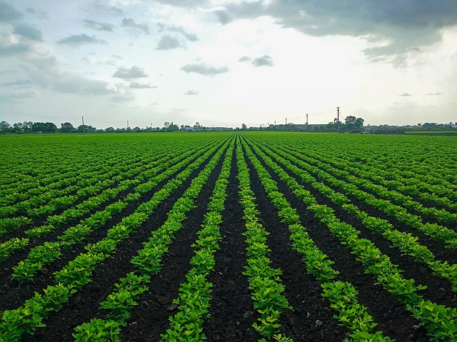 Free Peanuts Farm Peanut Field Farm photo and picture
