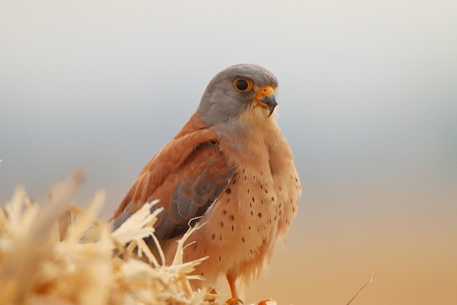 Free Kestrel Falcon photo and picture