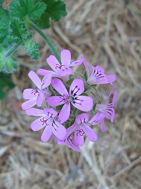 Free Flower Blossom photo and picture
