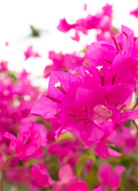 Bougainvilleas, Blumen, Pinke Blumen