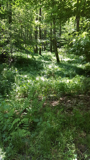 Free Forest Nature photo and picture