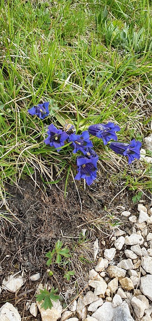 Free Gentian Landscape photo and picture