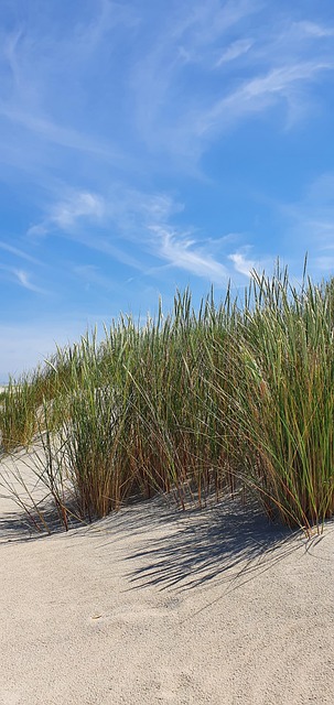 Free Juist North Sea Island photo and picture