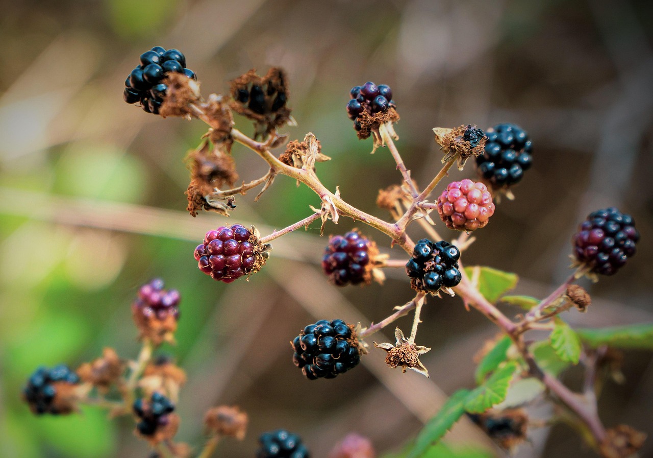Brombeeren Früchte Beeren Wilde - Kostenloses Foto auf Pixabay - Pixabay