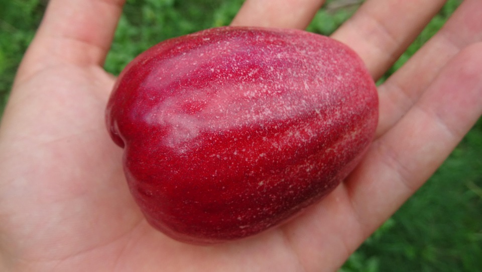 Rad Pera Pear Red In Hand - Free photo on Pixabay