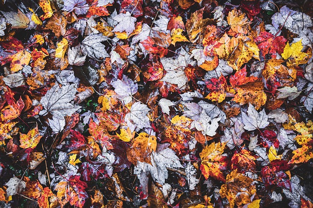 Free Maple Leaves photo and picture