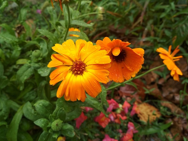 Calendula Orange Flower Free Photo On Pixabay Pixabay