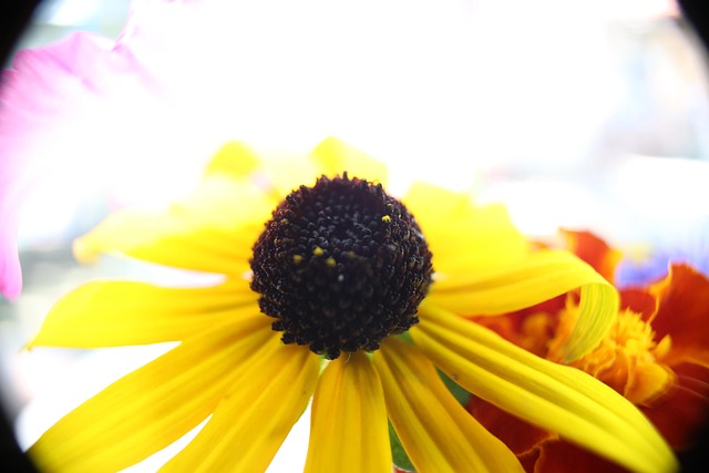 Free Flower Coneflower photo and picture