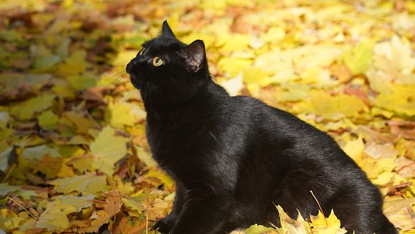 Animal, Gato, Mamífero, Felino, Espécies
