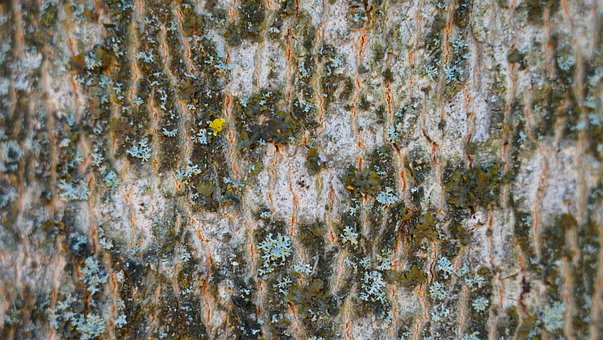 Aspen, Madeira, Wooden, Textura, Mold