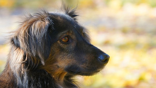 Cachorro, Bicho De Estimação, Natureza