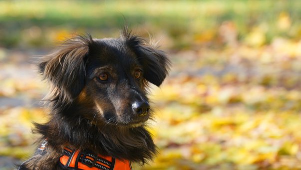 Cachorro, Filhote De Cachorro