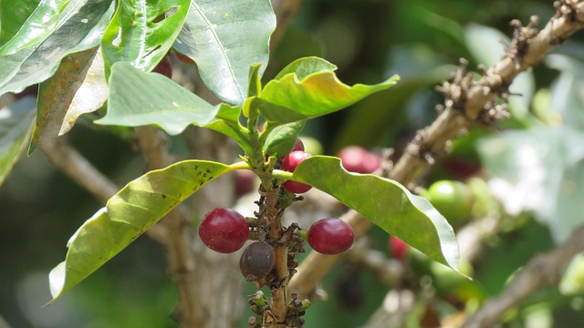 Free Coffee Plant photo and picture