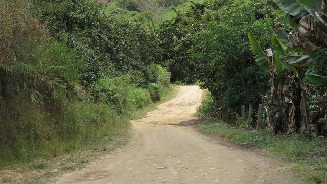 Free Path Jungle photo and picture