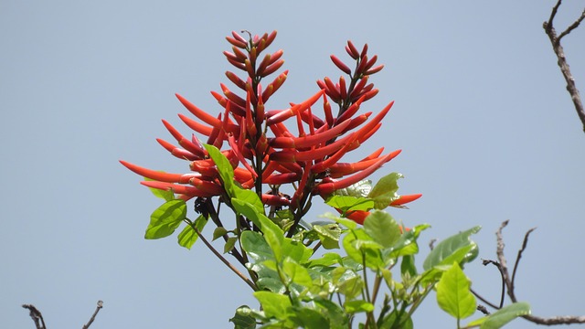 Free Flowers Plant photo and picture