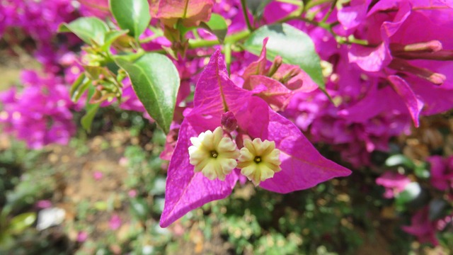 Free Flower Nature photo and picture