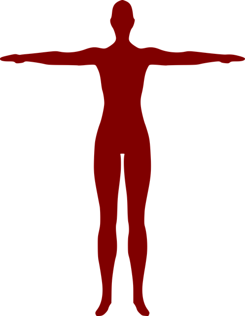 Silueta T, Silueta, Přední Silueta