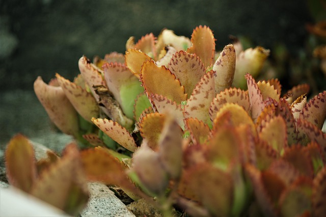 Plant Mother Of Thousands Botany - Free photo on Pixabay - Pixabay